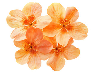 Fototapeta premium Beautiful Apricot Blossom Flowers