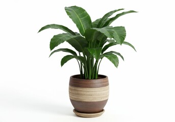 Lush plant with broad green leaves in a striped brown pot on a white background studio shot view indoor