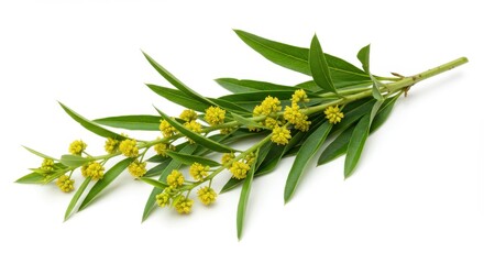 Obraz premium A sprig of blooming mimosa with green leaves on a white background in a close up studio shot