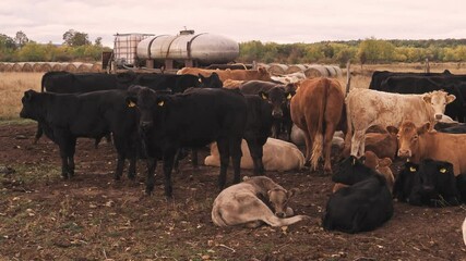 A slowly panning video frame shows a large mixed herd of cattle standing and resting in a rural field in Hungary. A tanker and hay bales are visible in the background under an overcast sky.