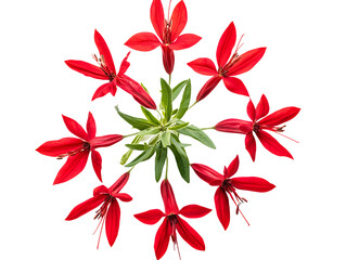 Beautiful Cardinal Flowers Growing Wild