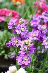 Purple Hoary Stock, Purple Hoary Stock or Matthiola Incana is a member of the Brassicaceae family of flowering plants. It's also commonly known as Brompton Stock, Common Stock, Purple flower in garden