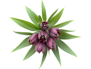 Beautiful Fritillaria Petals and Leaves