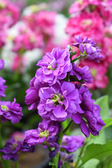 Purple Hoary Stock, Purple Hoary Stock or Matthiola Incana is a member of the Brassicaceae family of flowering plants. It's also commonly known as Brompton Stock, Common Stock, Purple flower in garden