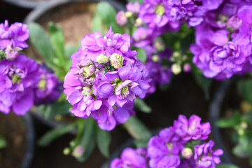 Purple Hoary Stock, Purple Hoary Stock or Matthiola Incana is a member of the Brassicaceae family of flowering plants. It's also commonly known as Brompton Stock, Common Stock, Purple flower in garden