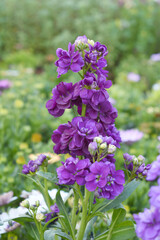 Purple Hoary Stock, Purple Hoary Stock or Matthiola Incana is a member of the Brassicaceae family of flowering plants. It's also commonly known as Brompton Stock, Common Stock, Purple flower in garden