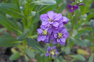 Fototapeta premium Purple Hoary Stock, Purple Hoary Stock or Matthiola Incana is a member of the Brassicaceae family of flowering plants. It's also commonly known as Brompton Stock, Common Stock, Purple flower in garden