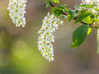 White flowers blooming bird cherry. Close-up of a Flowering Prunus padus Tree with White Little...