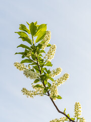 White flowers blooming bird cherry. Close-up of a Flowering Prunus padus Tree with White Little Blossoms