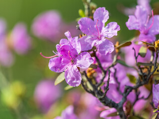 Pink flowers of Siberian rhododendron copy space. Rhododendron dauricum. Spring flowering of Altai rhododendron.