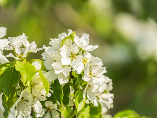 White blossoming apple trees. White apple tree flowers