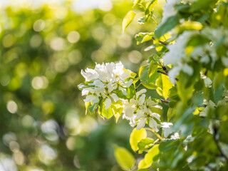 White blossoming apple trees. White apple tree flowers