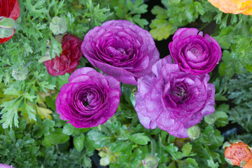 Beautiful purple ranunculus flower growing in an outdoor flower garden. ranunculus flower closeup, purple blooming flower, Closeup shot of a beautiful blossoming ranunculus in field