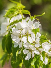White blossoming apple trees in the sunset light. Spring season, spring colors.