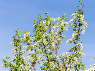 Apple tree branches with white flowers on a background of blue clear sky.