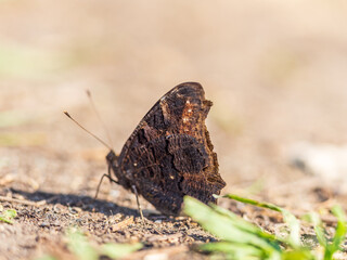 Peacock butterfly on the ground among the grass