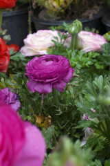Beautiful purple ranunculus flower growing in an outdoor flower garden. ranunculus flower closeup, purple blooming flower, Closeup shot of a beautiful blossoming ranunculus in field