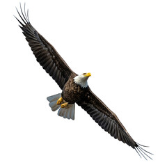 Fototapeta premium american bald eagle flying