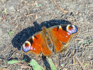 Peacock butterfly on the ground among the grass
