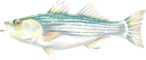 Painting of striped bass fish in detailed style © agum