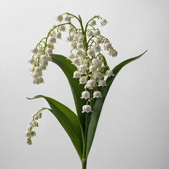 A lily of the valley sprig, isolated on white