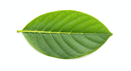 Obraz premium Isolated jackfruit leaf on a white background, generative ai