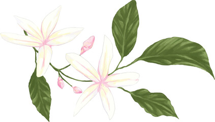 Fototapeta premium Digital painting of jasmine (melati) flowers