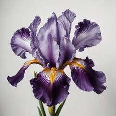 A purple iris in full bloom, white background
