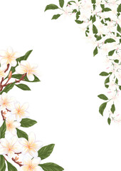 Obraz premium Jasmine and frangipani flower frame design