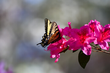 Spring Flowers - Eastern Tiger Swallowtail Butterfly on Azalea Shrub