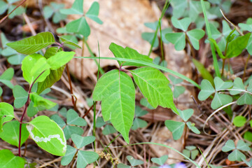Poison Ivy