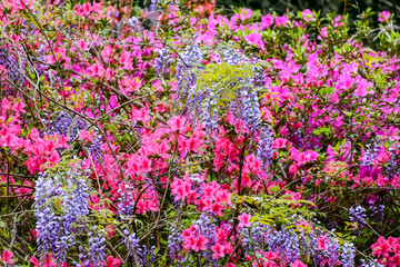 Fototapeta premium Spring Flowers - Eastern Tiger Swallowtail Butterfly on an Azalea Shrub