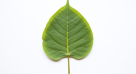 Isolated banyan tree leaf on a white background, generative ai