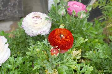 Beautiful Red ranunculus flower growing in an outdoor flower garden. ranunculus flower closeup, Red blooming flower, Closeup shot of a beautiful blossoming ranunculus in field