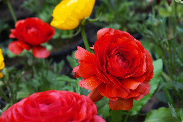 Beautiful Red ranunculus flower growing in an outdoor flower garden. ranunculus flower closeup, Red blooming flower, Closeup shot of a beautiful blossoming ranunculus in field