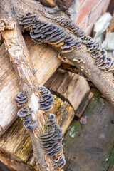 Cluster of Turkey Tail mushrooms growing on a decaying log. Concept of forest ecosystem, biodiversity, and natural decomposition process.