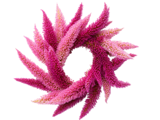Closeup of Colorful Amaranth Flower Heads