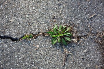 Small green plants grow through cracks in gray asphalt resilience nature finds a way.