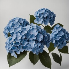 A blue hydrangea cluster on a white backdrop