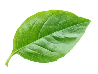 Obraz premium Single fresh green leaf detailed close up studio shot isolated on white background
