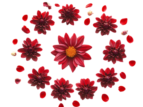  Colorful Dahlia Flower Display