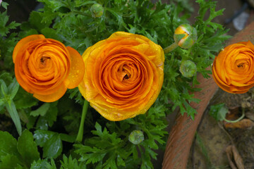Beautiful Yellow red ranunculus flower growing in an outdoor flower garden. ranunculus flower closeup, Yellow red blooming flower, Closeup shot of a beautiful blossoming ranunculus in field