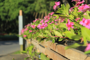 flowers in the garden