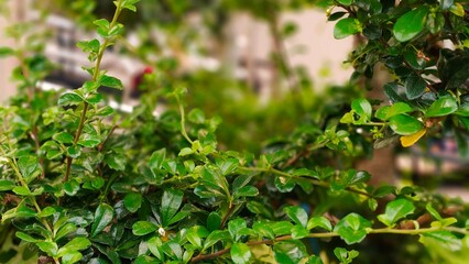 Detailed close-up of a bonsai tree with bright green leaves and branches