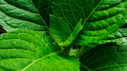 Detailed Macro Photo of a Leaf, Showing Its Veins and Texture