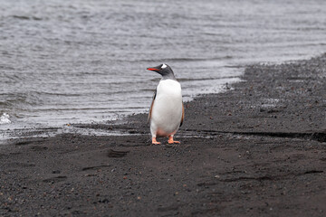 The gentoo penguin (Pygoscelis papua) is a penguin species generally widespread in the Antarctic and subantarctic islands this individual was photographed in Deception Island