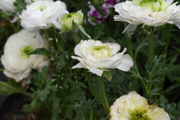 Beautiful white ranunculus flower growing in an outdoor flower garden. ranunculus flower closeup, white blooming flower, Closeup shot of a beautiful blossoming ranunculus in field