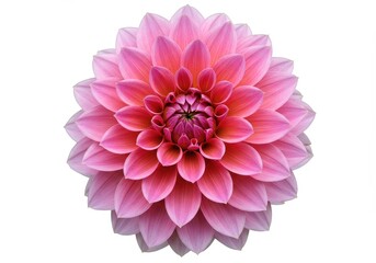 A close up shot of a dahlia flower with pink petals against a plain white background in full bloom