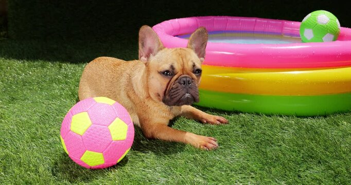 Lonely puppy lies on artificial grass beside empty kiddie pool, with pensive expression. Despite vibrant surroundings, young Frenchie seems melancholic, perhaps missing companion for playtime