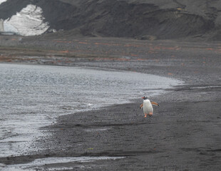 The gentoo penguin (Pygoscelis papua) is a penguin species generally widespread in the Antarctic...